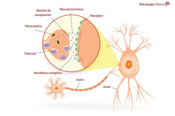 Qué son los NEUROTRANSMISORES Tipos y funciones