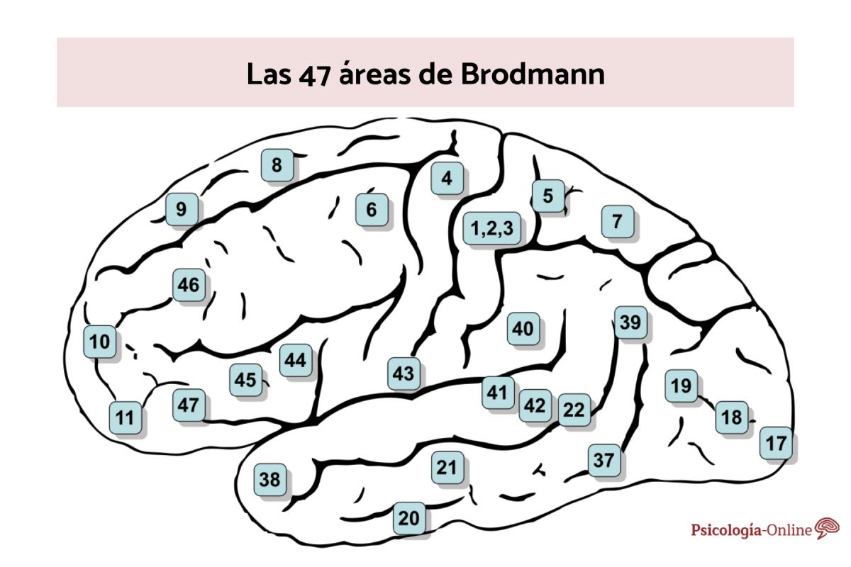 Las 47 áreas de Brodmann: nombres y funciones