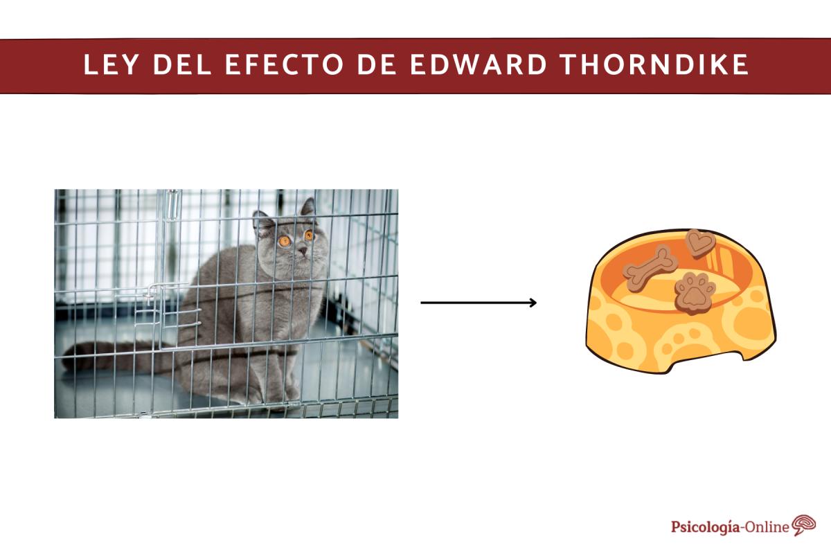 Ley del efecto de Thorndike: en qué consiste, ejemplos y críticas
