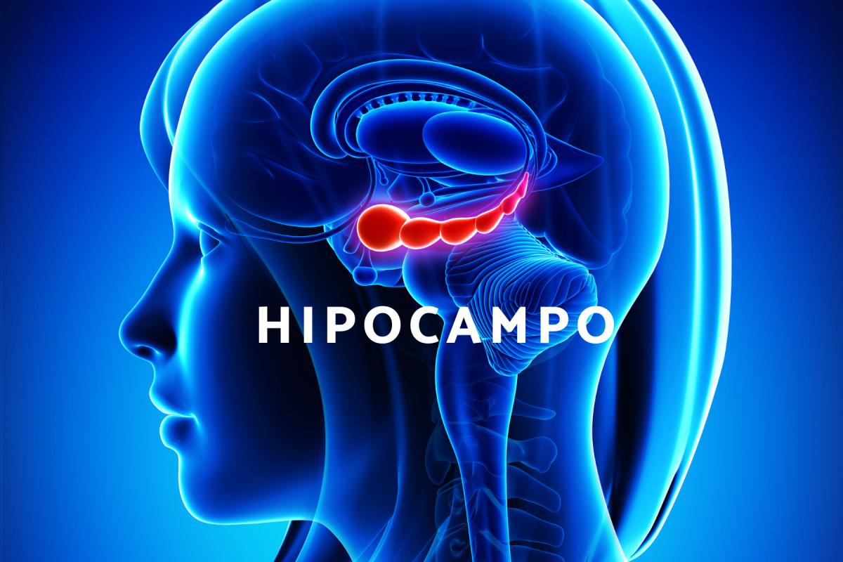 Qué es el hipocampo y cuál es su función