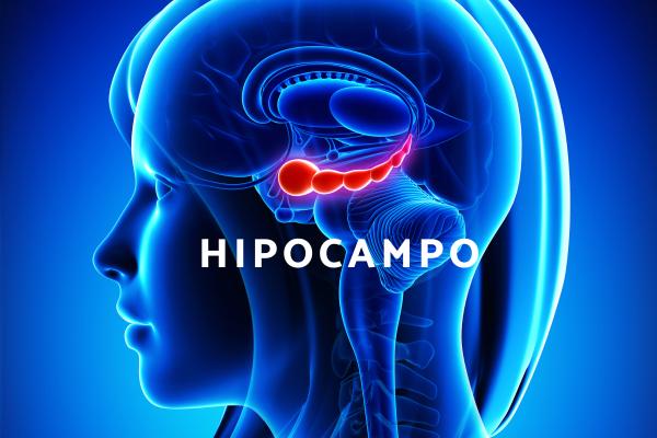 ¿Qué es el hipocampo y cuál es su función?