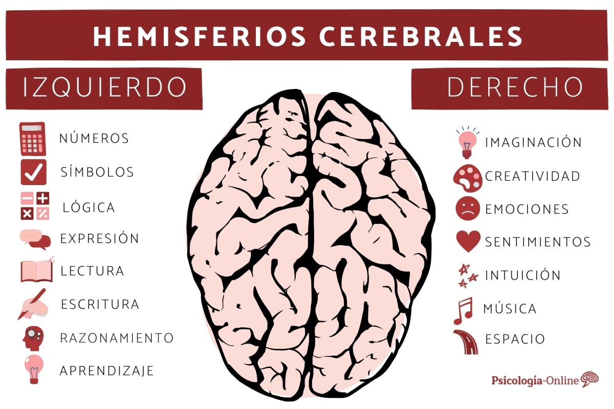 Hemisferios cerebrales derecho e izquierdo: características, funciones y diferencias
