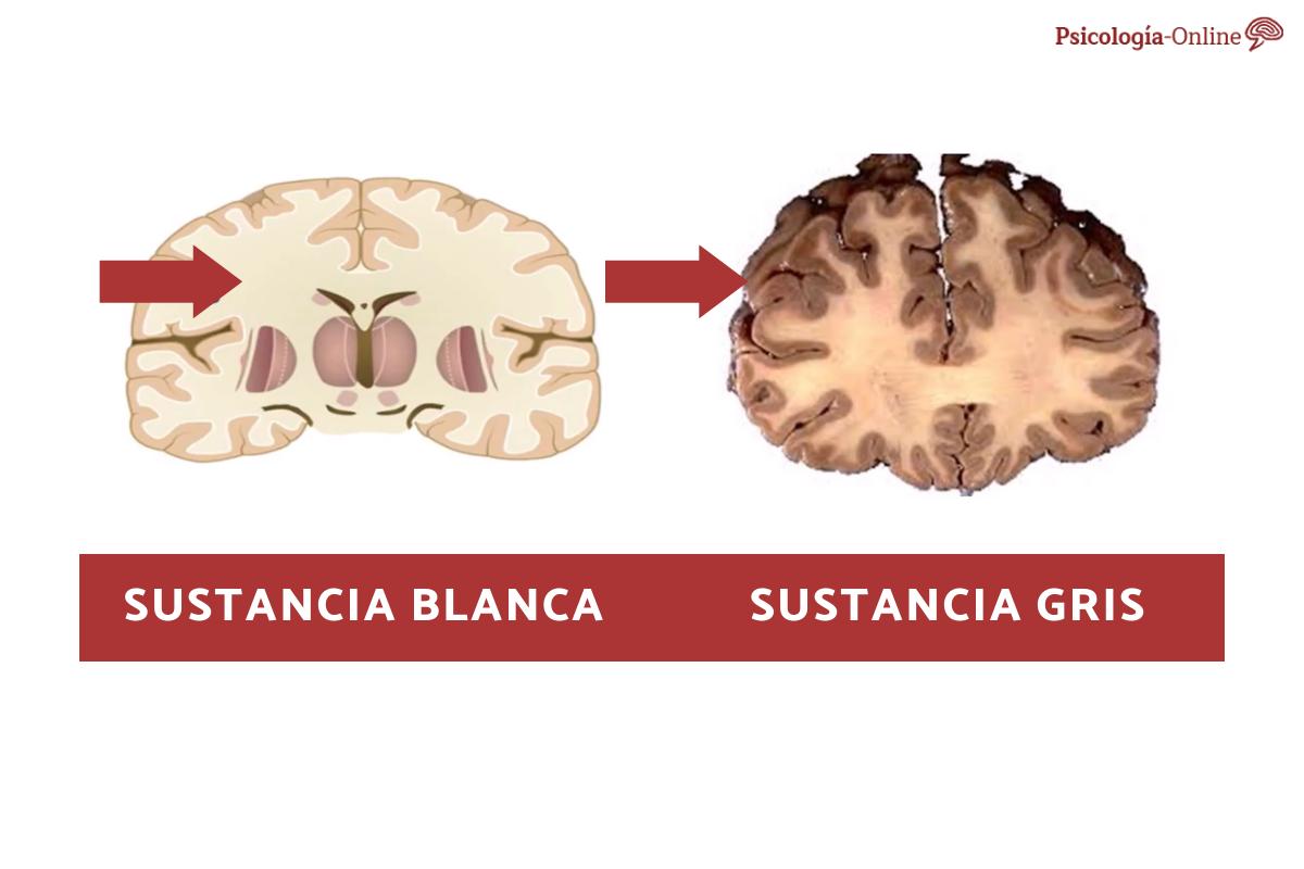 SUSTANCIA BLANCA del cerebro: definición, estructura, funciones y lesiones