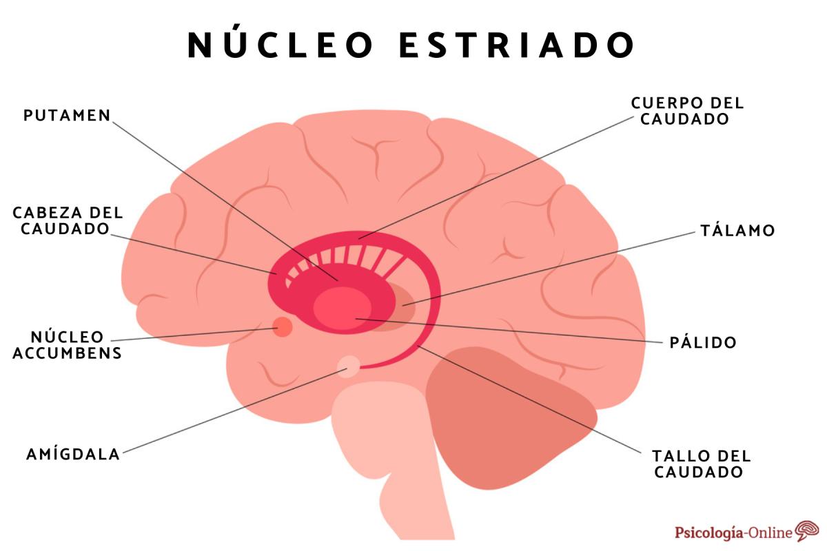 Núcleo estriado: qué es, función y ubicación