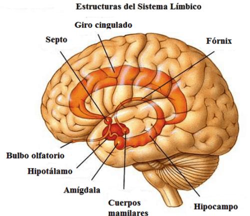 El sistema nervioso 'emocional'