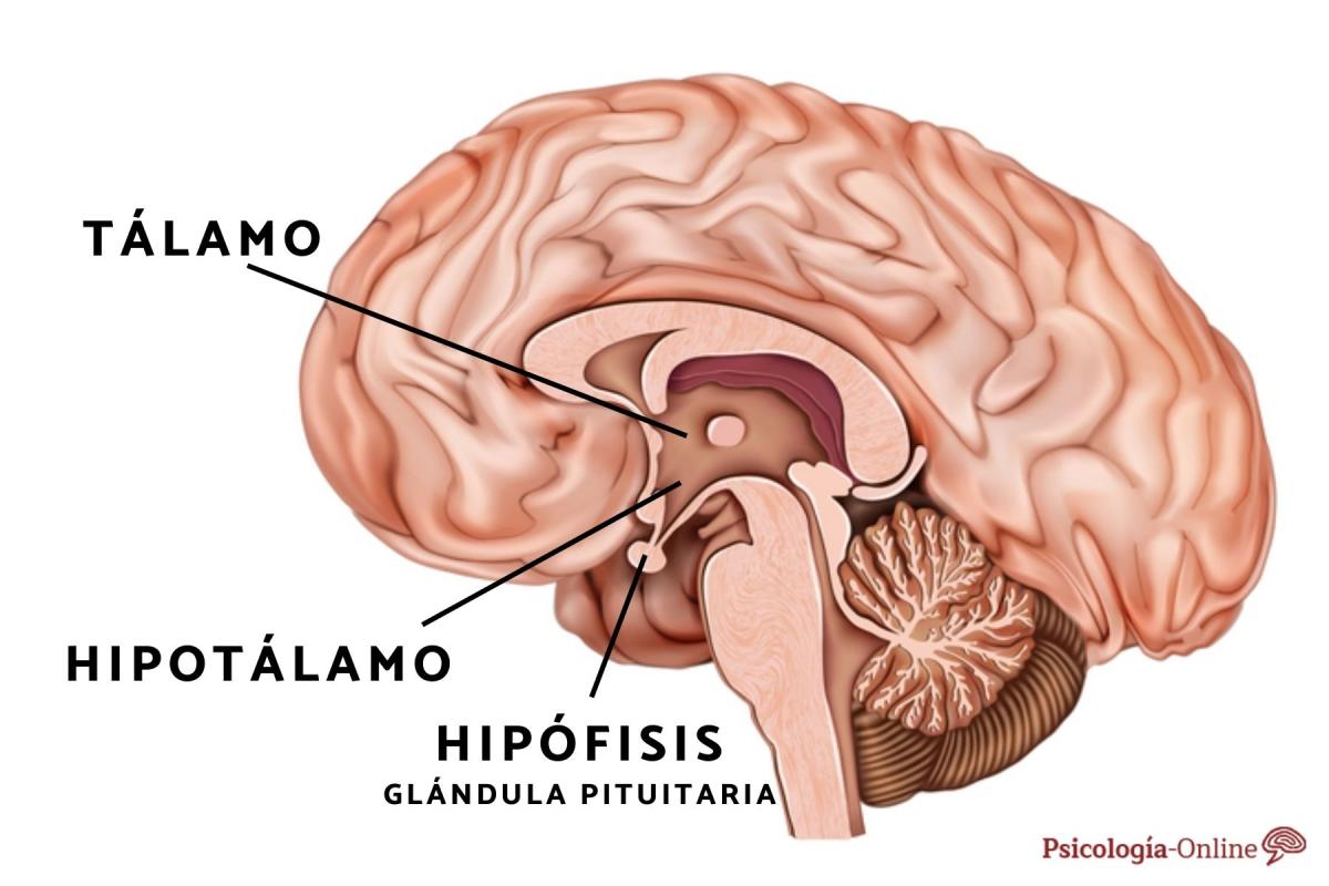 Cuál es la función del hipotálamo: localización, hormonas y enfermedades