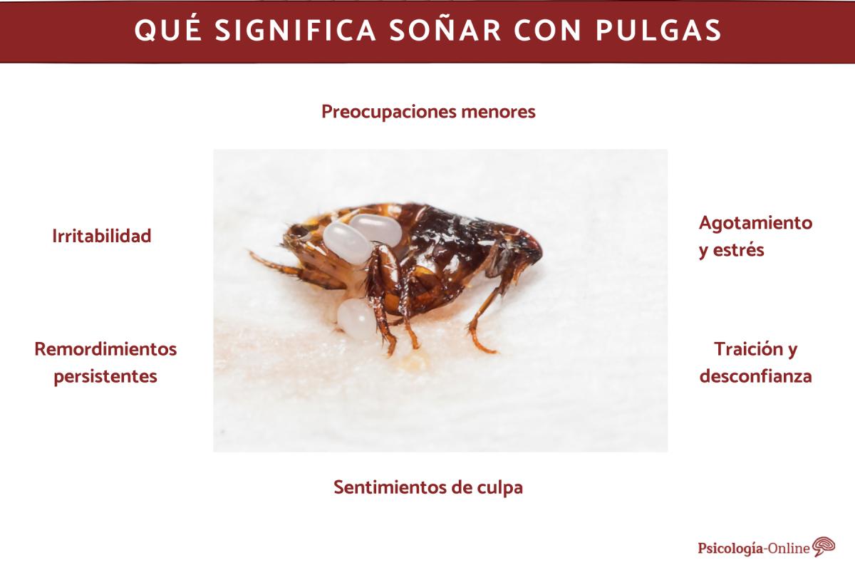 Qué significa soñar con pulgas