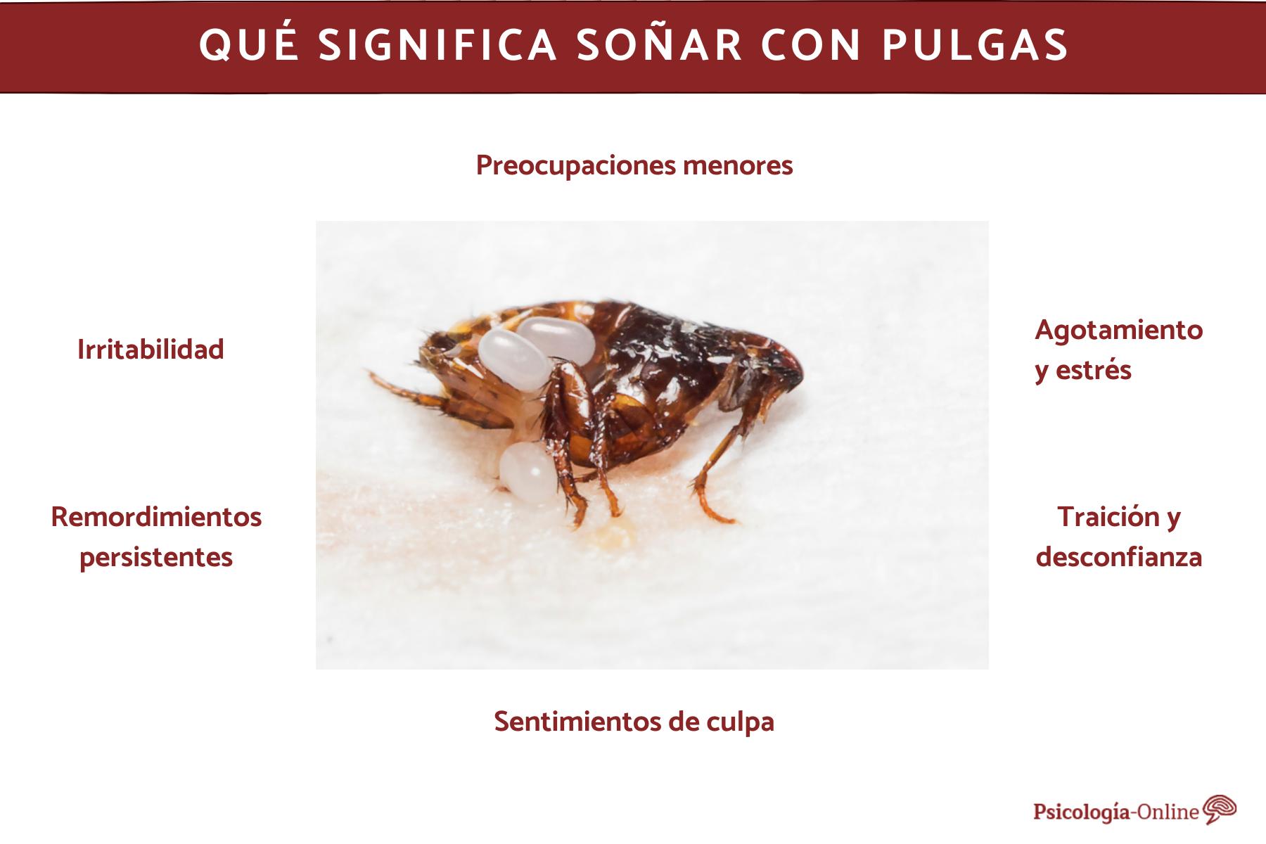 Qué significa soñar con pulgas - Interpretación de los sueños