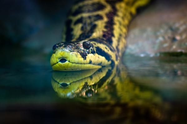 Qué significa soñar con serpientes - Qué significa soñar con serpientes en el agua