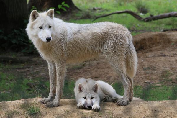 Instintos básicos del ser humano: qué son, tipos y ejemplos - ¿Qué son los instintos animales?