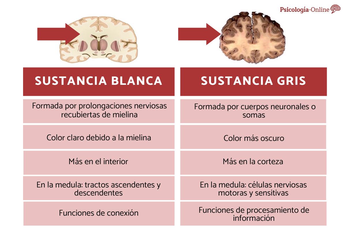 Diferencia entre sustancia gris y blanca del cerebro