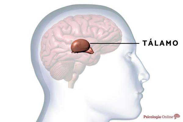 Tálamo: qué es, funciones y ubicación