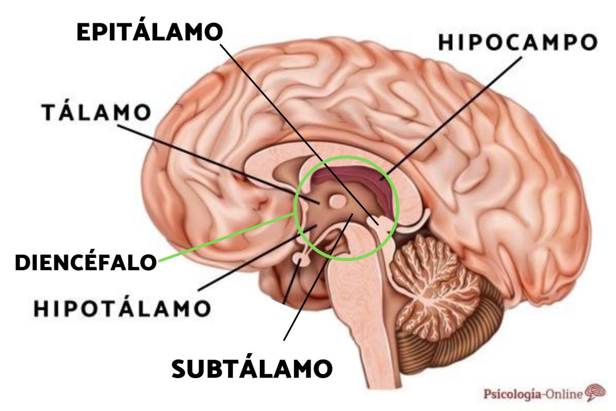 Epitálamo: qué es, partes y funciones