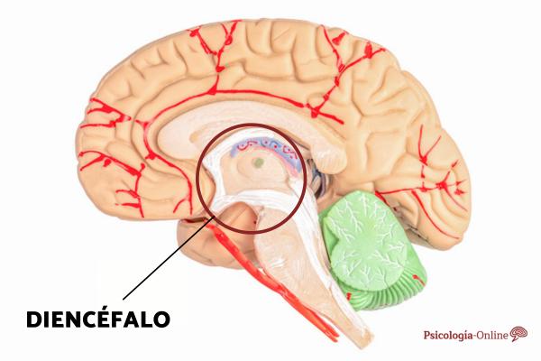 Epitálamo: qué es, partes y funciones - Qué es el epitálamo