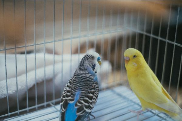 Qué significa soñar con pájaros - Significado de soñar con pájaros dentro de casa