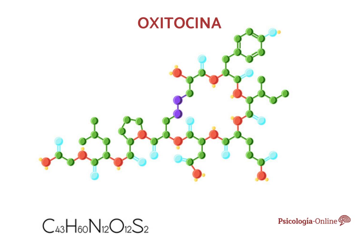 Qué es la oxitocina y para qué sirve