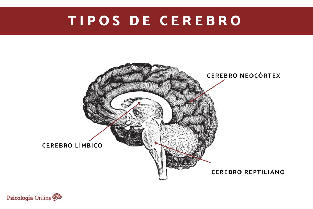 Los 3 tipos de cerebros del ser humano y sus funciones