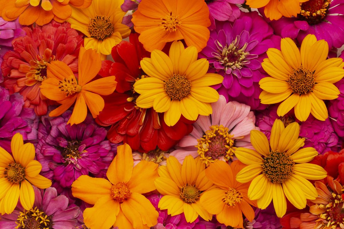 Qué significa soñar con flores
