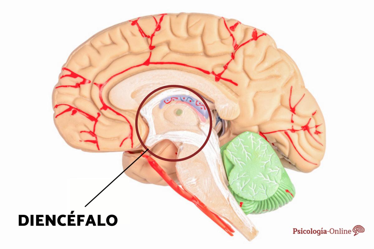 Diencéfalo: qué es, partes y funciones