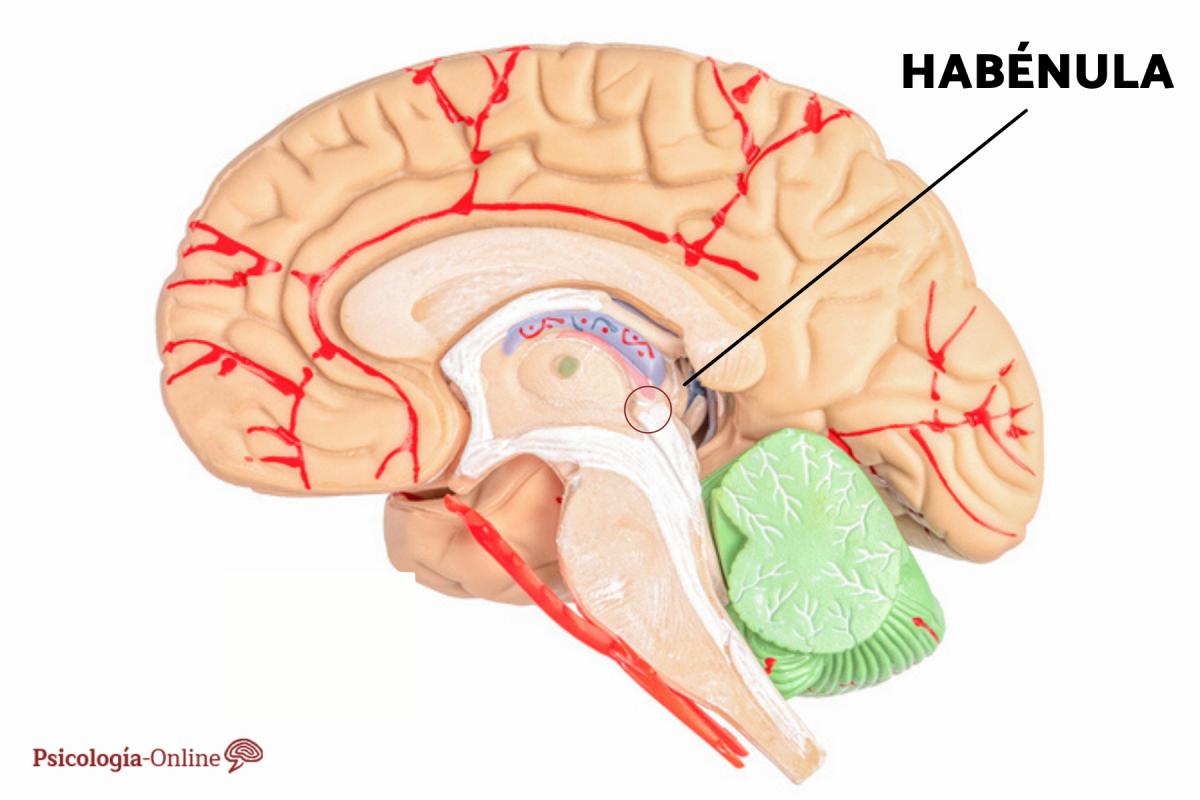Habénula: qué es, partes, función y ubicación