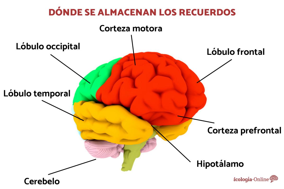 Dónde se almacenan los recuerdos
