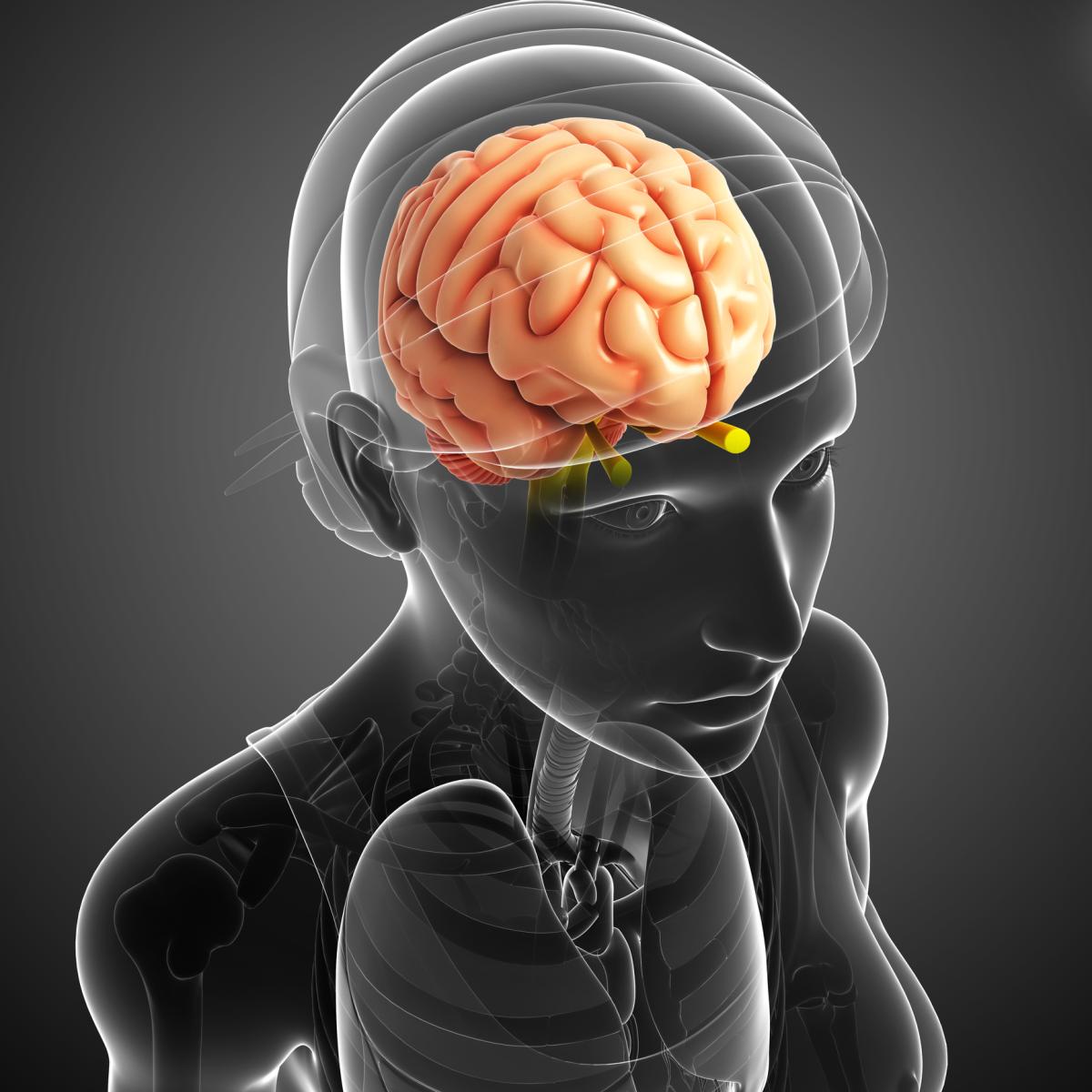Glándula pineal: funciones, enfermedades y sus síntomas