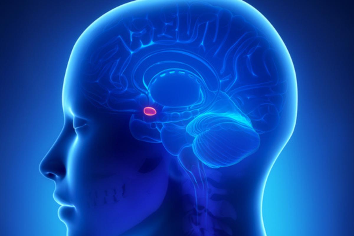 Cómo relajar la amígdala cerebral