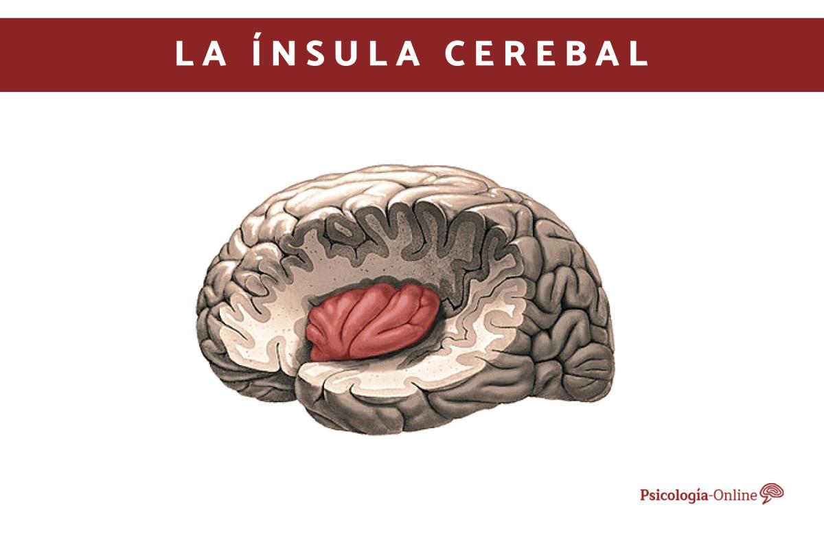 Ínsula cerebral: qué es, ubicación, partes y funciones