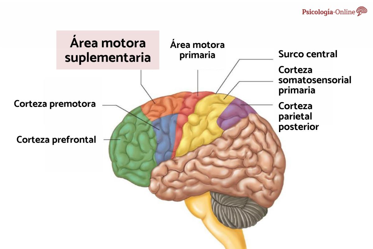 Área motora suplementaria: qué es, función y lesión