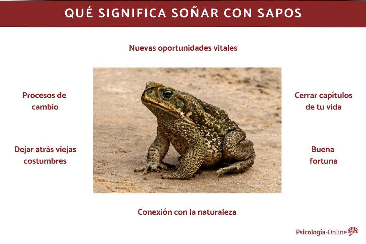 Qué significa soñar con sapos
