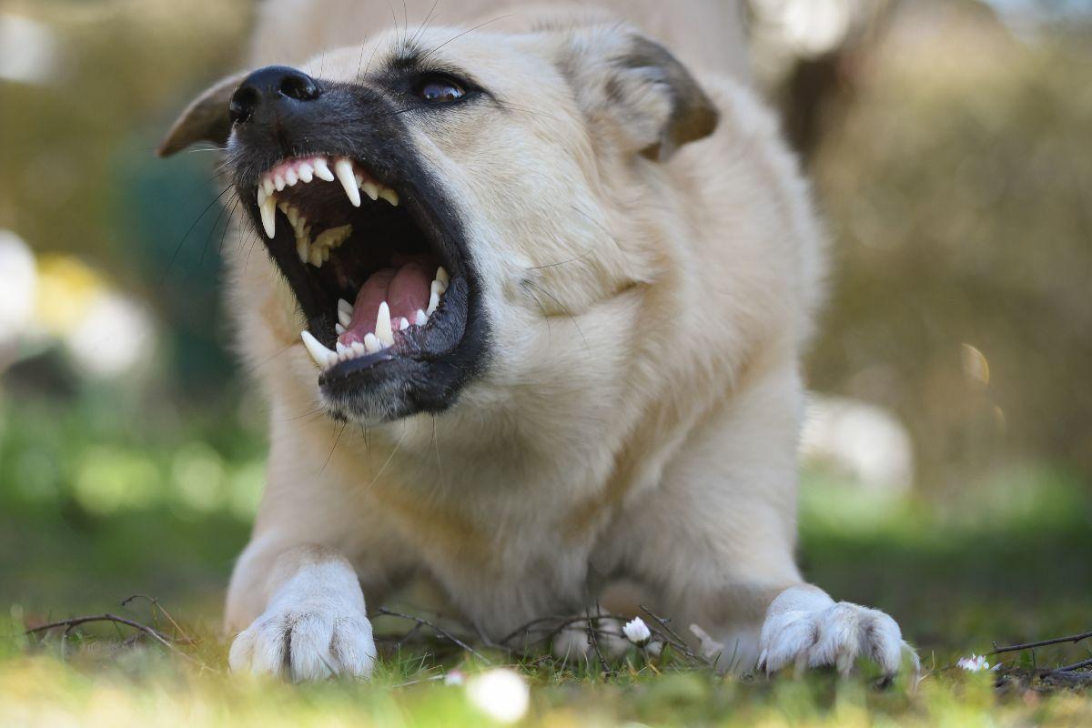 Cinofobia o miedo a los perros: causas, síntomas y tratamiento
