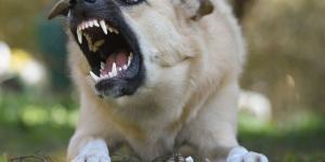 Cinofobia o miedo a los perros: causas, síntomas y tratamiento