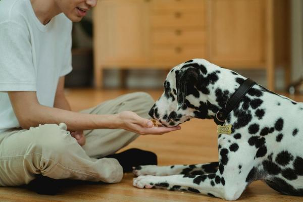 Cinofobia o miedo a los perros: causas, síntomas y tratamiento - Síntomas físicos y emocionales de la cinofobia