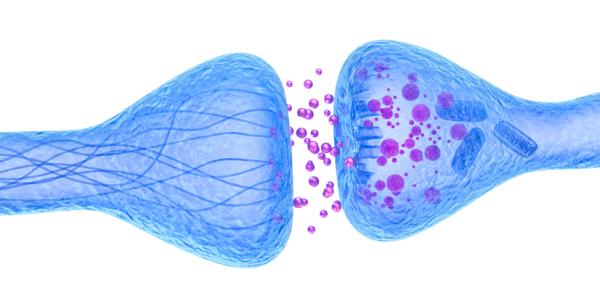 Sinapsis neuronal: qué es, tipos y cómo funciona - Estructura de la sinapsis neuronal