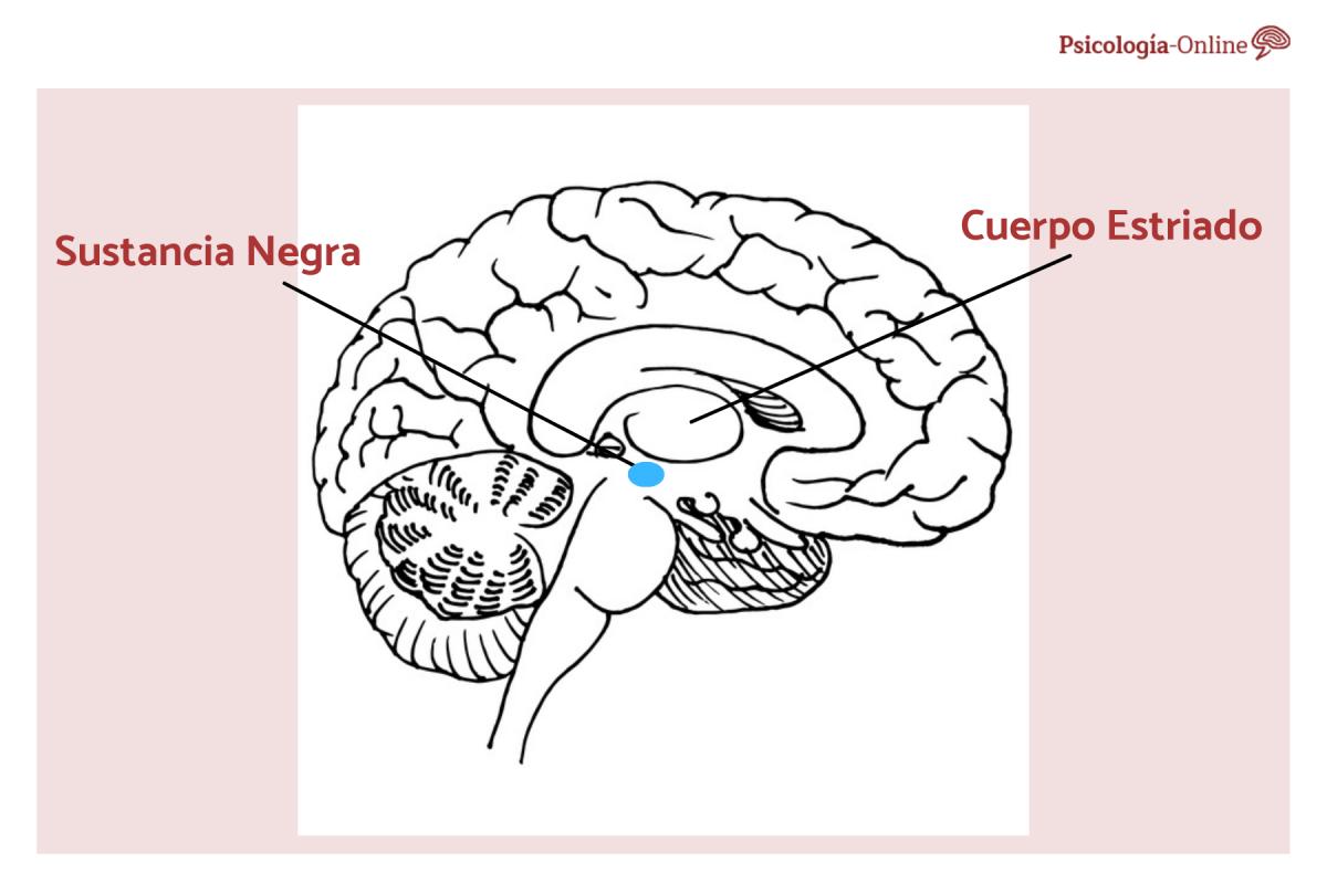 ¿Qué es la sustancia negra del cerebro y cuál es su función?