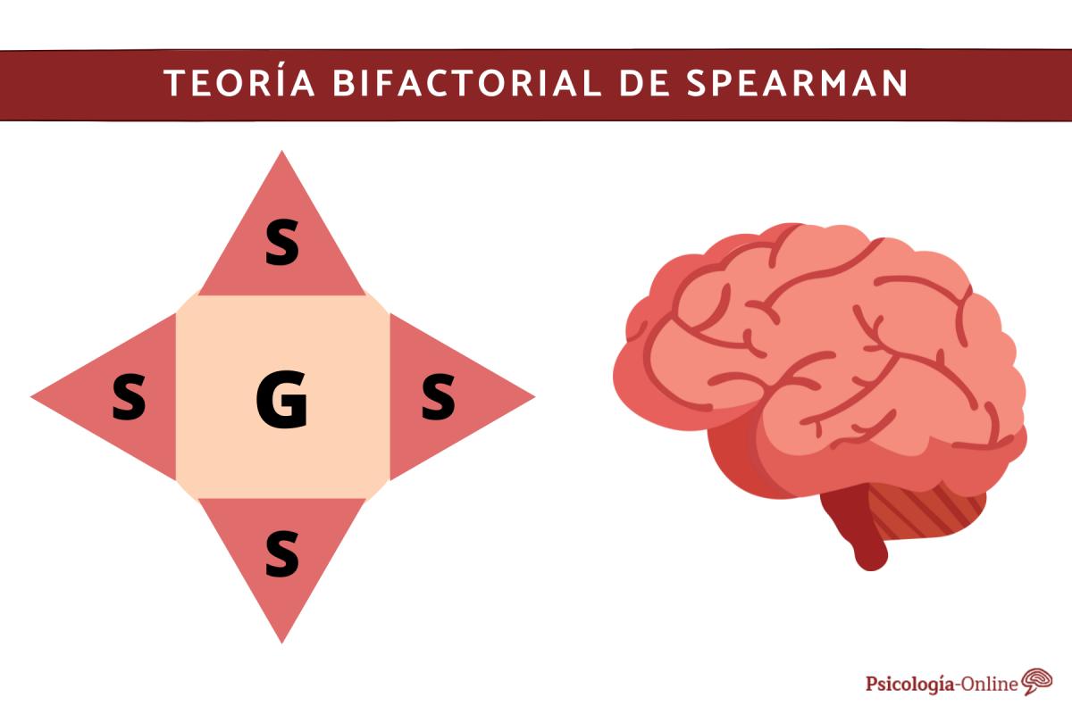 Qué es la teoría bifactorial de Spearman y cómo se aplica