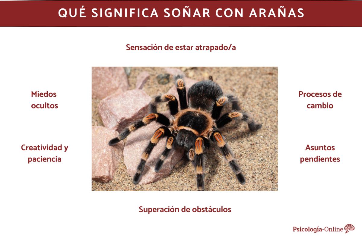 Qué significa soñar con arañas