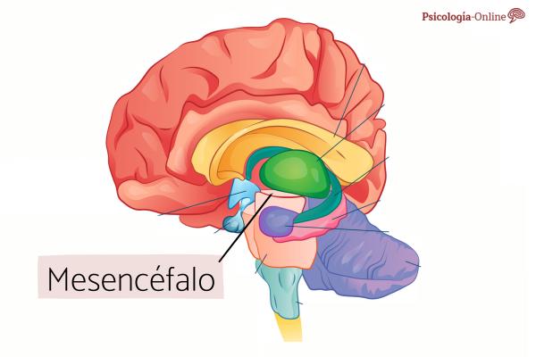 Mesencéfalo: qué es, partes y funciones