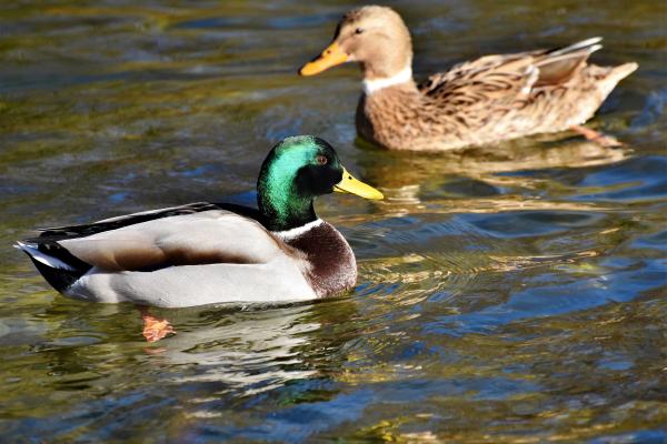 Qué significa soñar con patos - Interpretación psicológica de soñar con patos