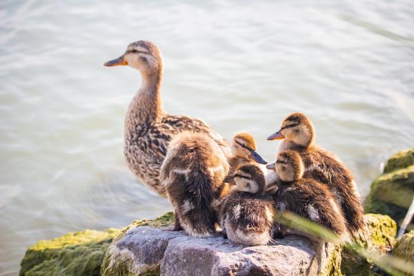 Qué significa soñar con patos - ¿Qué significa soñar con patos?