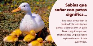 Qué significa soñar con patos