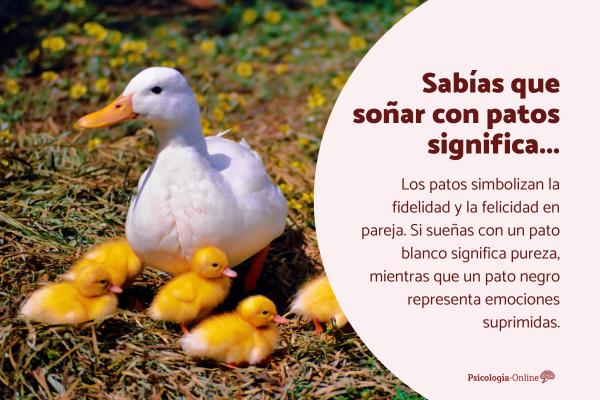 Qué significa soñar con patos