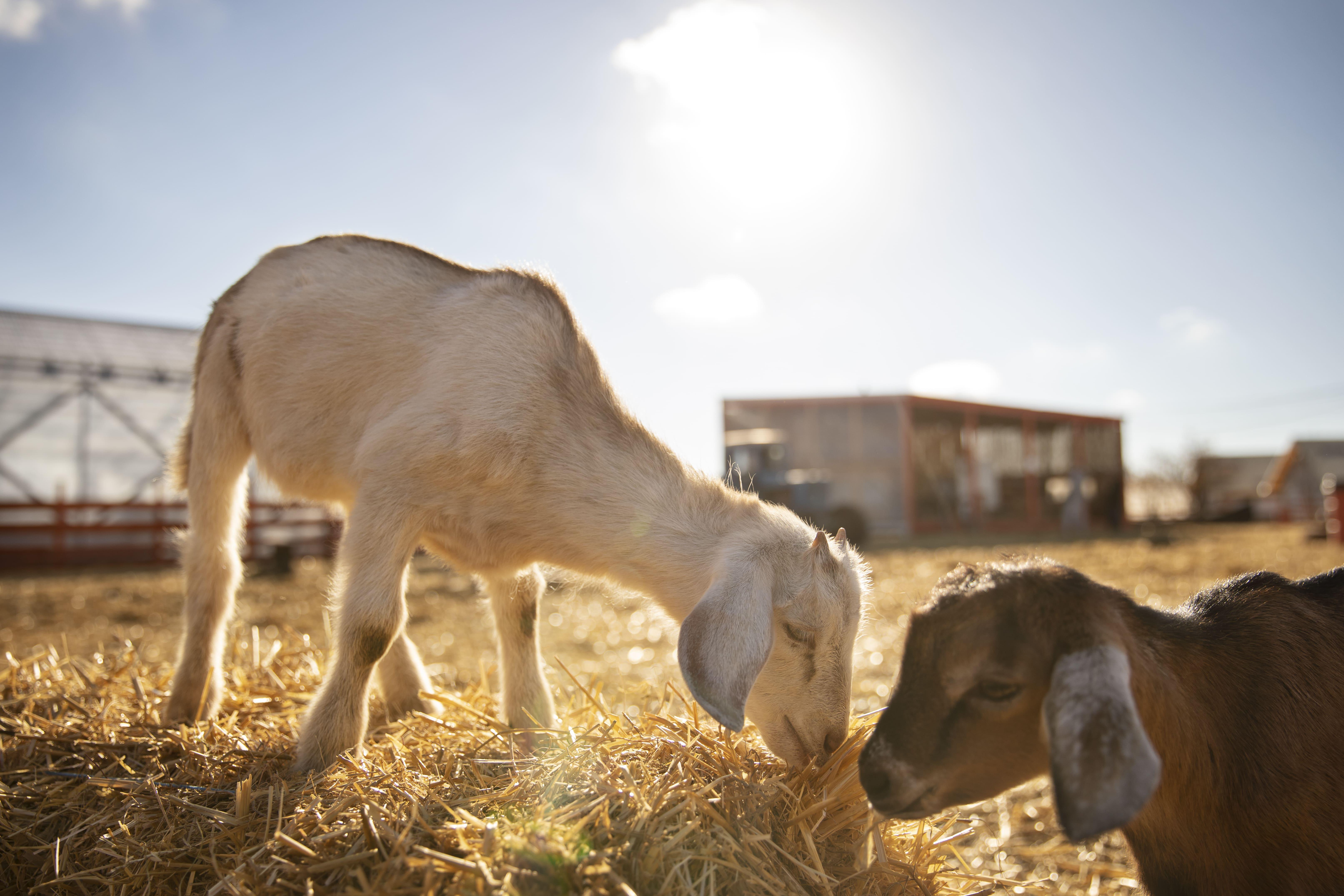 Qué significa soñar con cabras - Interpretación de los sueños