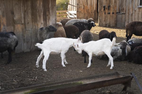 Qué significa soñar con cabras - Qué significa soñar con cabras pequeñas