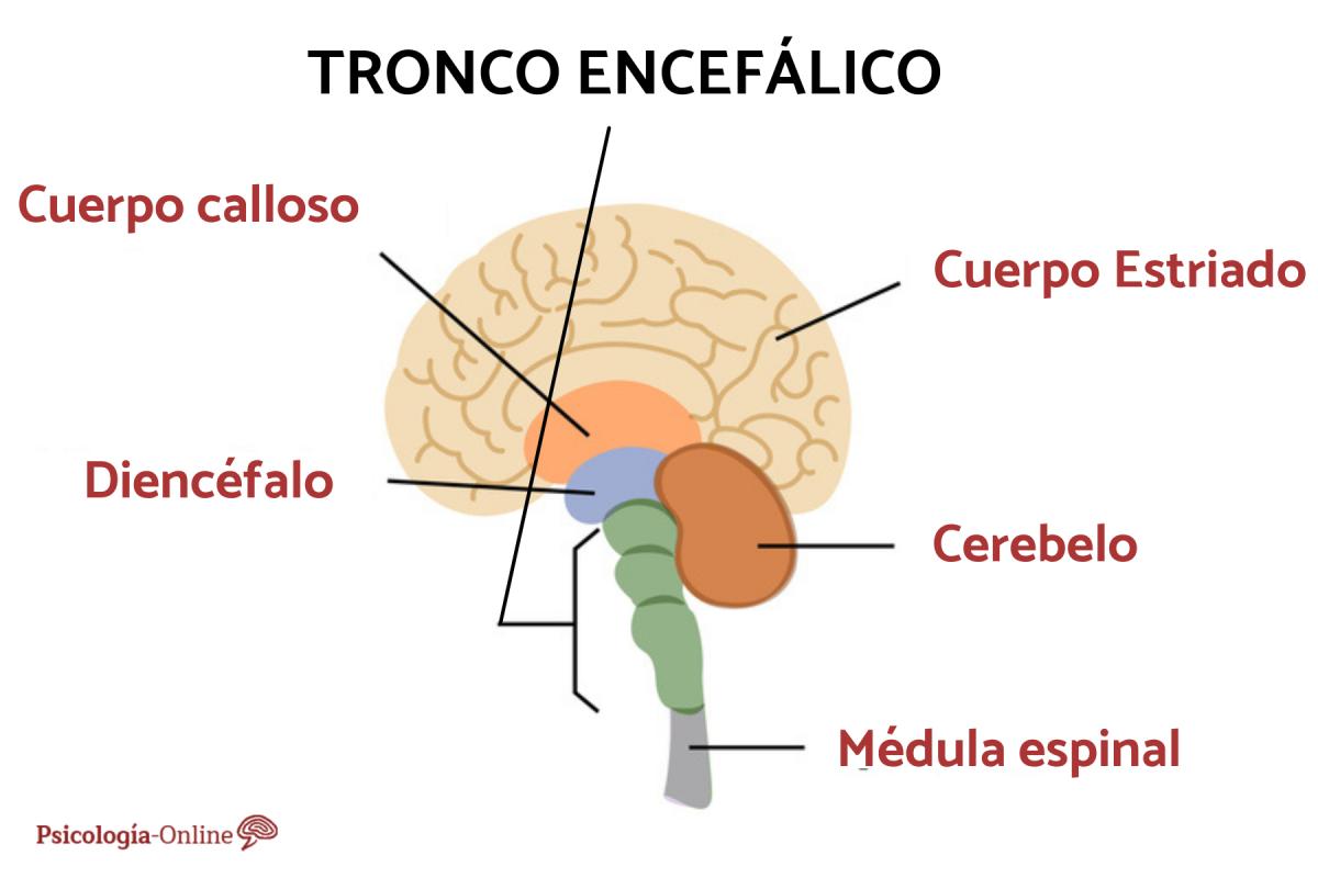 Tronco encefálico: qué es, funciones y partes