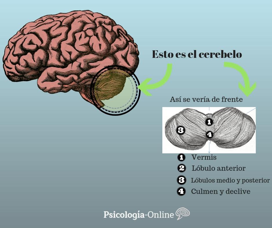 Estructura Interna, funciones y las partes del cerebro