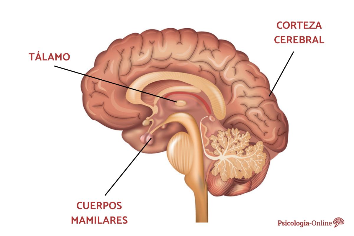 Cuerpos mamilares: qué son, ubicación y funciones