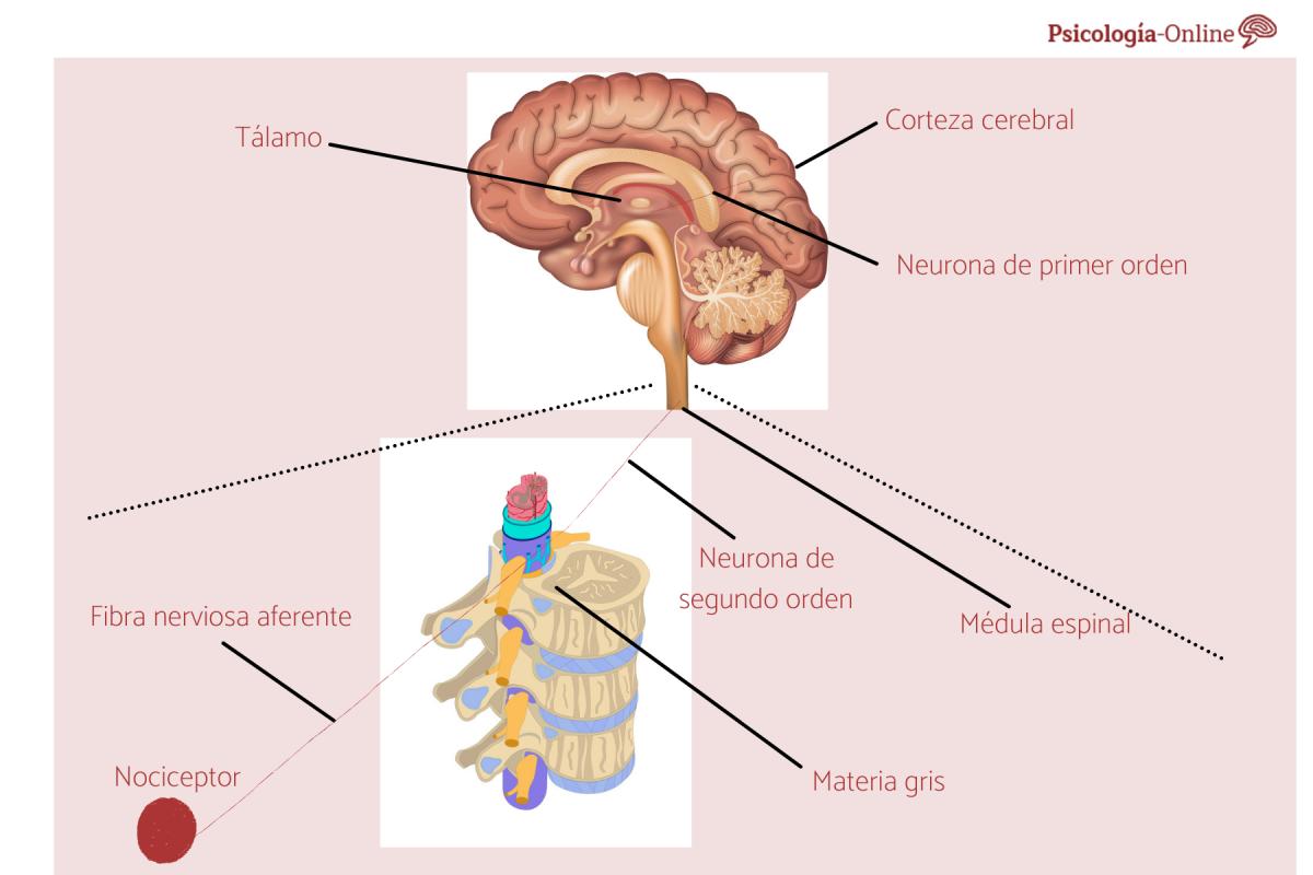 Nociceptores: qué son, tipos, localización y funciones