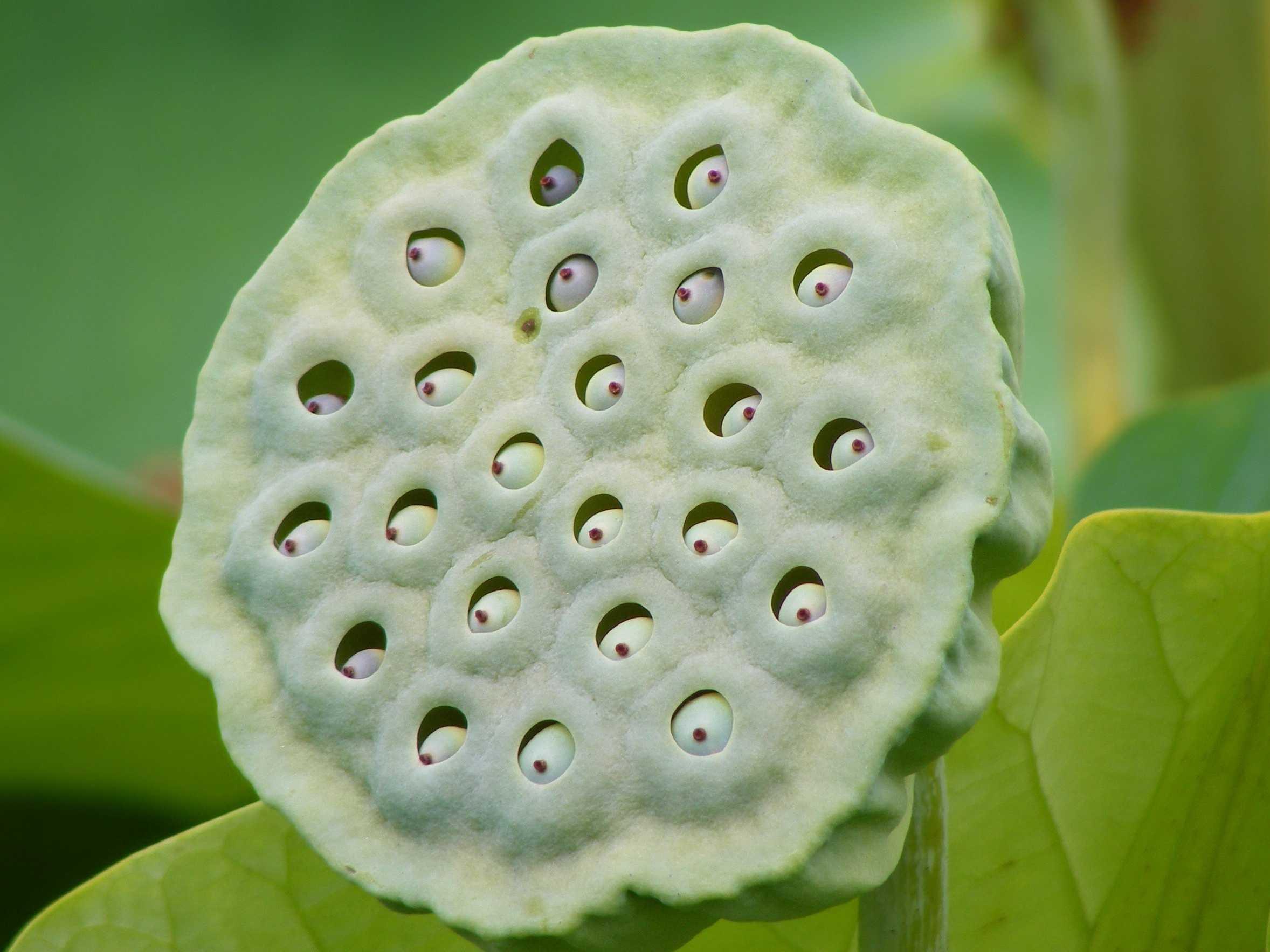 Лотос с дырками. Лотос с дырками. Трипофобия лотос орехоносный. Цветок лотоса трипофобия цветет. Трипофобия цветок лотоса.