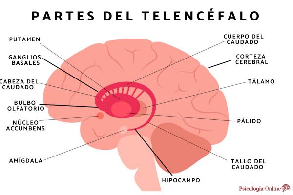 Telencéfalo: qué es, partes y funciones - Partes del telencéfalo
